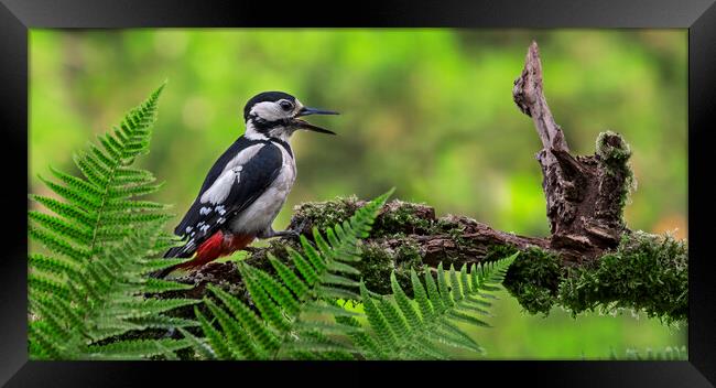 Great Spotted Woodpecker Calling Framed Print by Arterra 