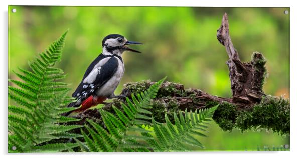 Great Spotted Woodpecker Calling Acrylic by Arterra 