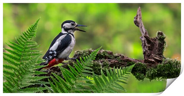 Great Spotted Woodpecker Calling Print by Arterra 
