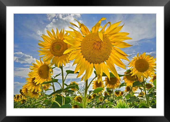Sunflowers in Summer Field Framed Mounted Print by Arterra 