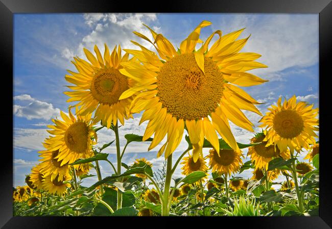 Sunflowers in Summer Field Framed Print by Arterra 