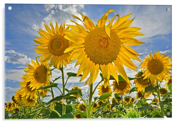 Sunflowers in Summer Field Acrylic by Arterra 
