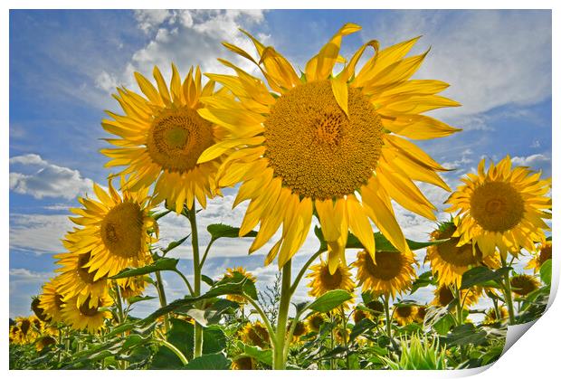Sunflowers in Summer Field Print by Arterra 