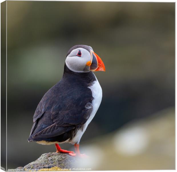 Puffin, Isle of May in Scotland Canvas Print by George Robertson