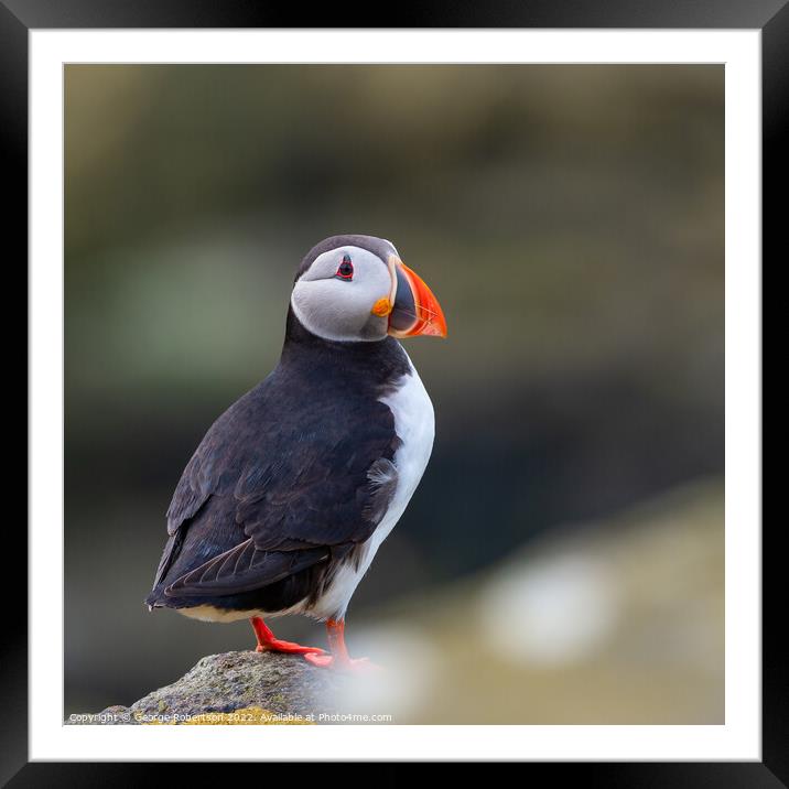 Puffin, Isle of May in Scotland Framed Mounted Print by George Robertson