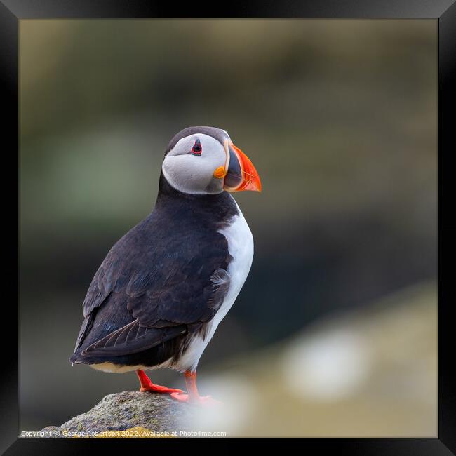 Puffin, Isle of May in Scotland Framed Print by George Robertson