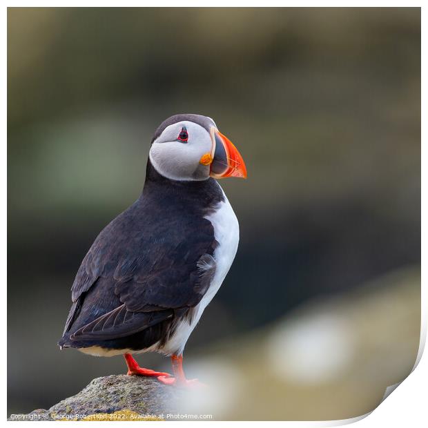 Puffin, Isle of May in Scotland Print by George Robertson