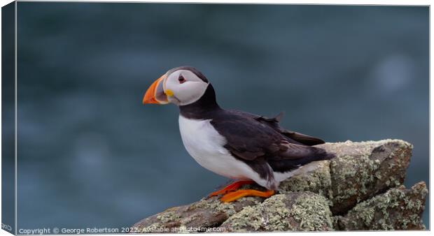 Puffin looking out to sea from a rock perch Canvas Print by George Robertson