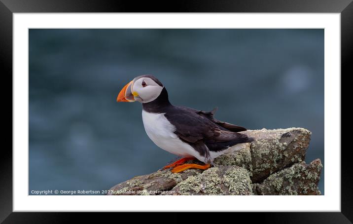 Puffin looking out to sea from a rock perch Framed Mounted Print by George Robertson