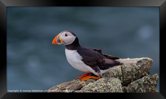 Puffin looking out to sea from a rock perch Framed Print by George Robertson