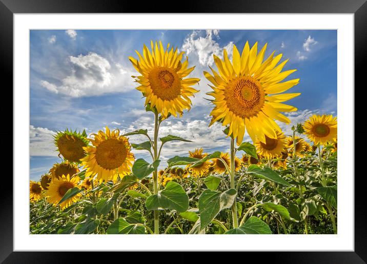 Sunflower Field Framed Mounted Print by Arterra 