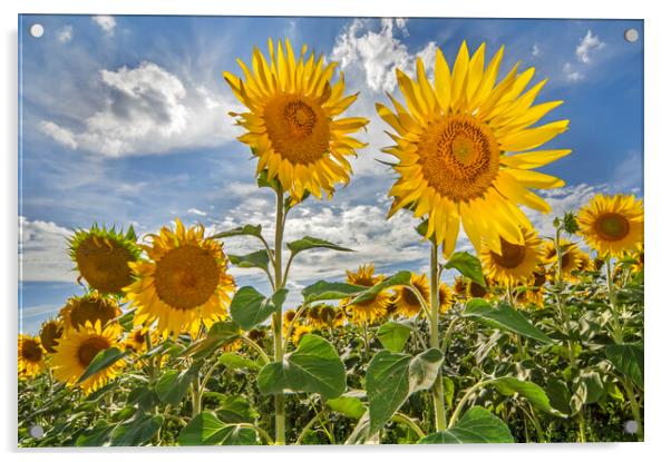 Sunflower Field Acrylic by Arterra 