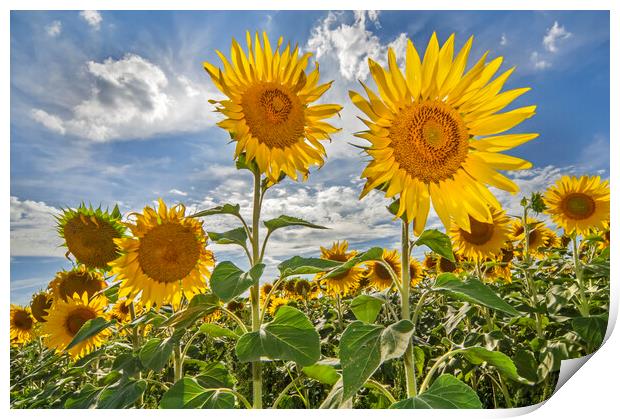 Sunflower Field Print by Arterra 