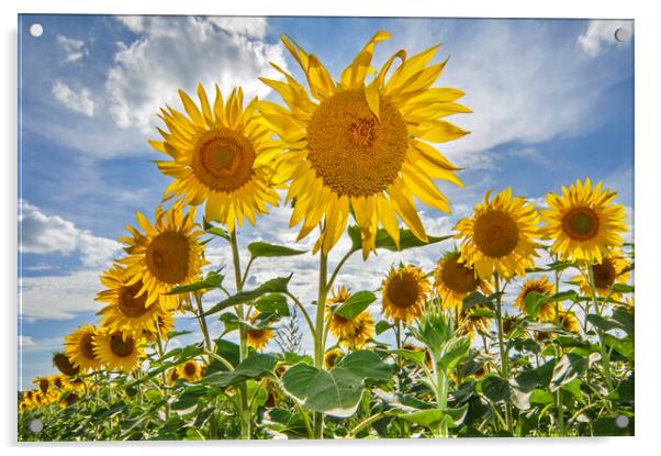 Flowering Sunflowers Acrylic by Arterra 