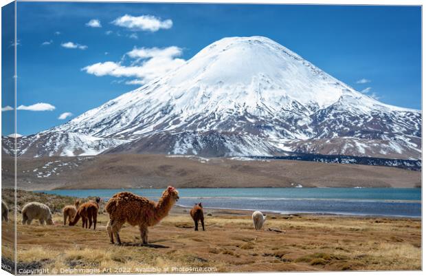 Alpacas and volcano, Chile landscape Canvas Print by Delphimages Art