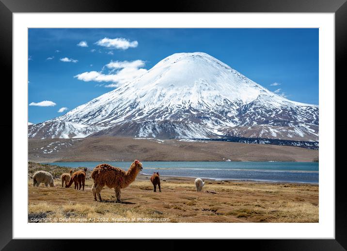 Alpacas and volcano, Chile landscape Framed Mounted Print by Delphimages Art