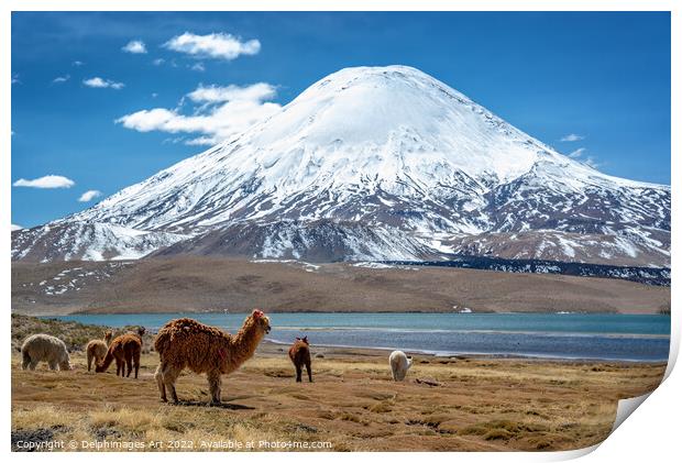 Alpacas and volcano, Chile landscape Print by Delphimages Art