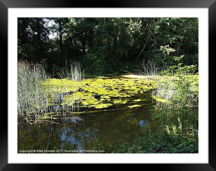 Water Lillies Framed Mounted Print by Mike Streeter