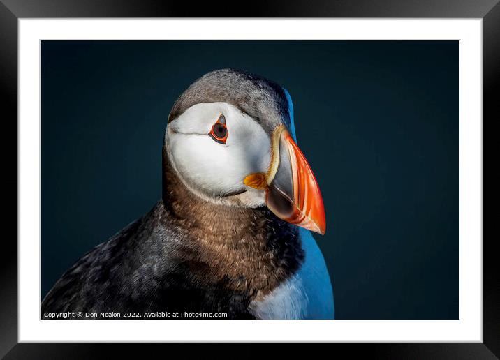 Majestic Atlantic Puffin Framed Mounted Print by Don Nealon
