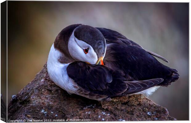 Serenity of a North Atlantic Puffin Canvas Print by Don Nealon
