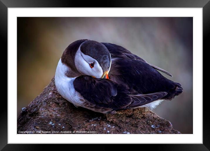 Serenity of a North Atlantic Puffin Framed Mounted Print by Don Nealon