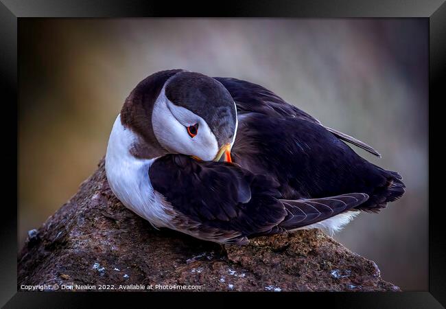 Serenity of a North Atlantic Puffin Framed Print by Don Nealon