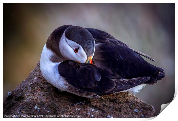 Serenity of a North Atlantic Puffin Print by Don Nealon