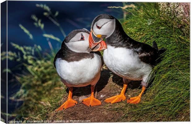 A word in your ear Puffin Duo. Canvas Print by Don Nealon