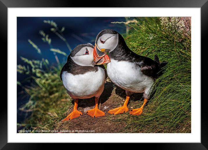A word in your ear Puffin Duo. Framed Mounted Print by Don Nealon