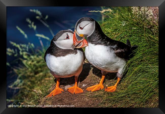 A word in your ear Puffin Duo. Framed Print by Don Nealon