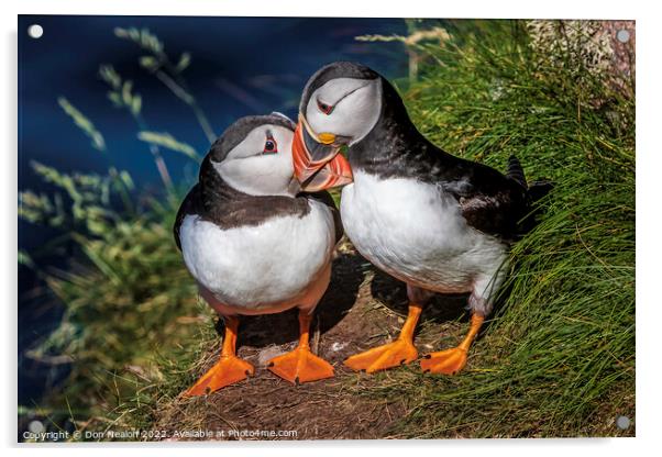 A word in your ear Puffin Duo. Acrylic by Don Nealon