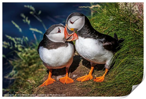 A word in your ear Puffin Duo. Print by Don Nealon