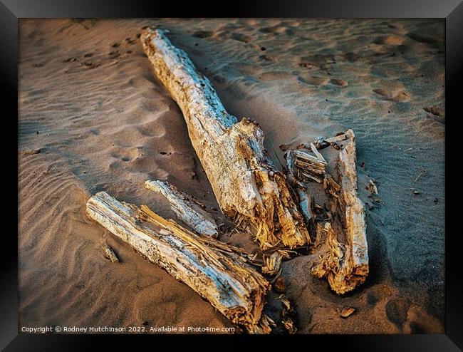 Driftwood Framed Print by Rodney Hutchinson