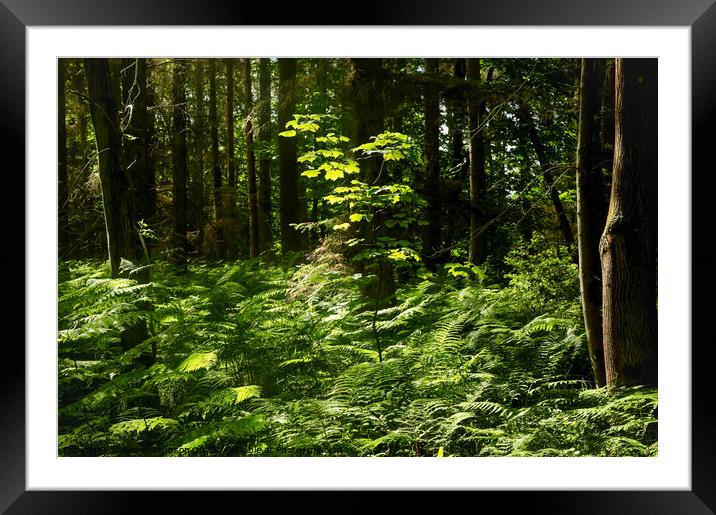 sunlit tree and woodland Framed Mounted Print by Simon Johnson