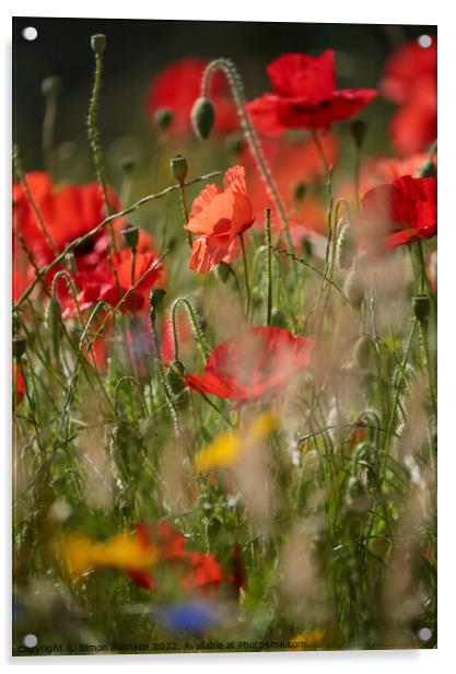 sunlit poppies Acrylic by Simon Johnson