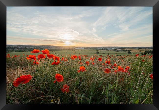 Poppies Late In The Day Framed Print by J Biggadike