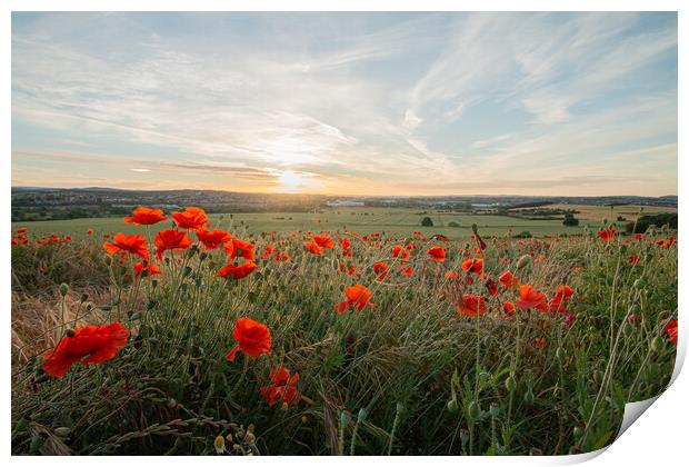 Poppies Late In The Day Print by J Biggadike