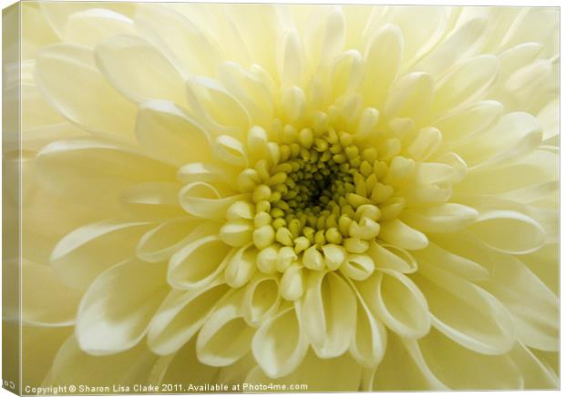 lemon chrysanthemum Canvas Print by Sharon Lisa Clarke