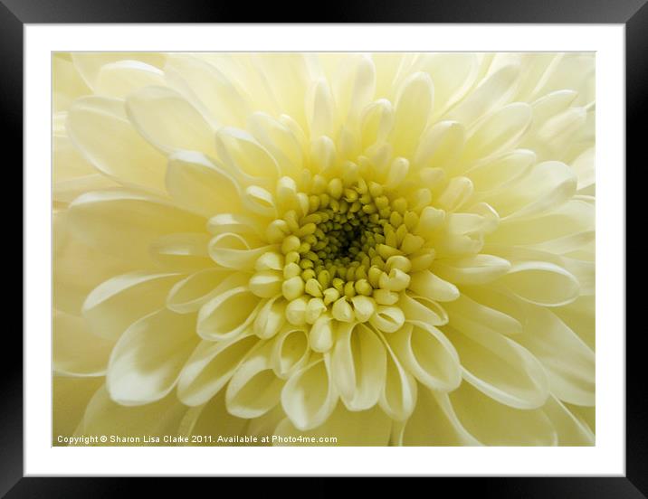 lemon chrysanthemum Framed Mounted Print by Sharon Lisa Clarke
