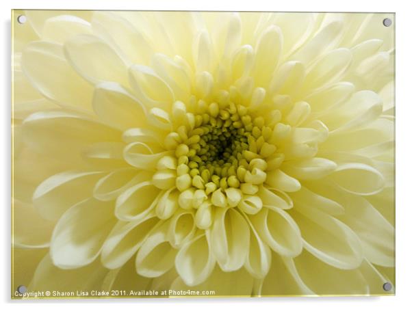 lemon chrysanthemum Acrylic by Sharon Lisa Clarke