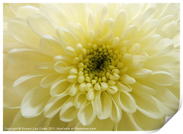lemon chrysanthemum Print by Sharon Lisa Clarke