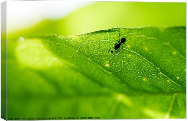 An Ant on green leaf Canvas Print by Łukasz Szczepański