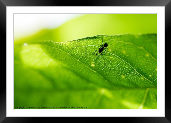 An Ant on green leaf Framed Mounted Print by Łukasz Szczepański