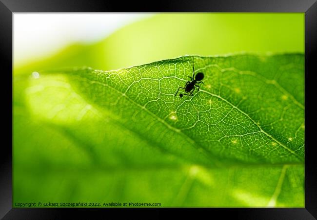An Ant on green leaf Framed Print by Łukasz Szczepański