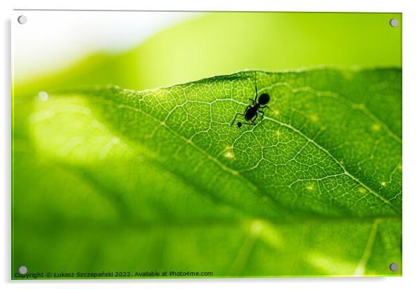 An Ant on green leaf Acrylic by Łukasz Szczepański