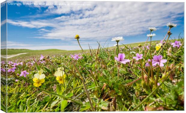 Machair Wild Flowers North Uist Hebrides Canvas Print by Pearl Bucknall