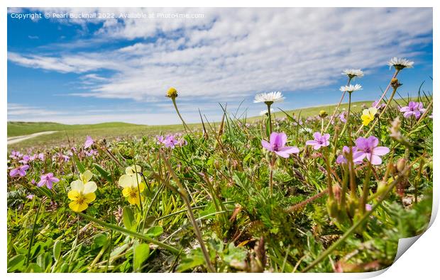 Machair Wild Flowers North Uist Hebrides Print by Pearl Bucknall