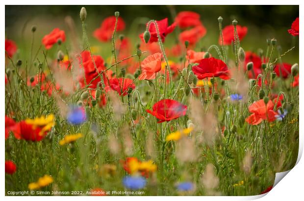 poppy and meadow flowersr  Print by Simon Johnson