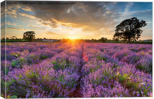 Stunning sunset over fields of Lavender in Somerset Canvas Print by Helen Hotson