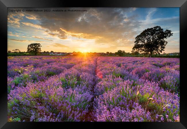 Stunning sunset over fields of Lavender in Somerset Framed Print by Helen Hotson